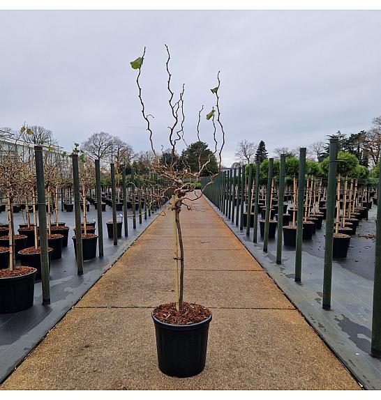 Corylus avellana Medusa C20 Lit. Na steblu 60 cm