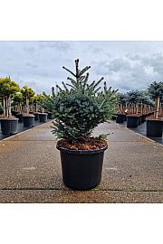 Picea omorika Nana C12 Lit. 30-40 cm