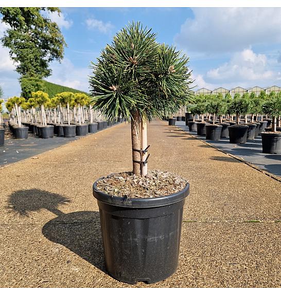 Pinus nigra Green Pearl C8Lit. Na steblu 20 cm Krošnja 20-25 cm