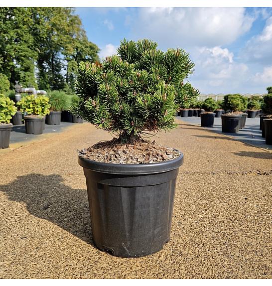 Pinus mugo Picobello C8 Lit. 30/+ cm