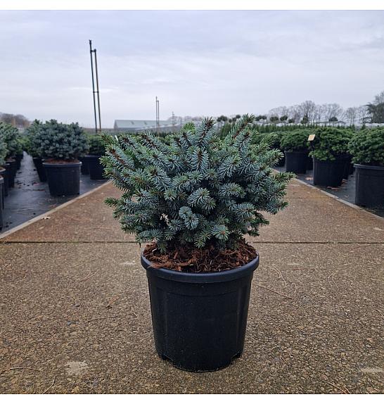 Picea sitchensis Silberzwerg C11 Lit. 25-30 cm