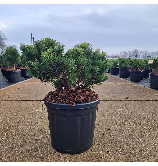 Pinus parviflora Linda C8 Lit. 20-30 cm