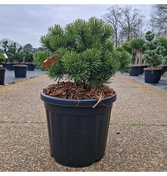 Pinus mugo March C8 Lit. 25-30 cm