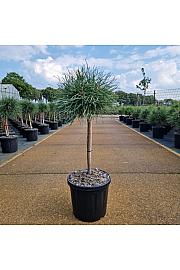 Pinus nigra Blue Pearl® C8 Lit. Na steblu 40 cm Krošnja 25-30 cm