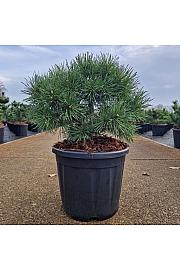 Pinus sylvestris Sandringham C11 Lit. 25-30 cm
