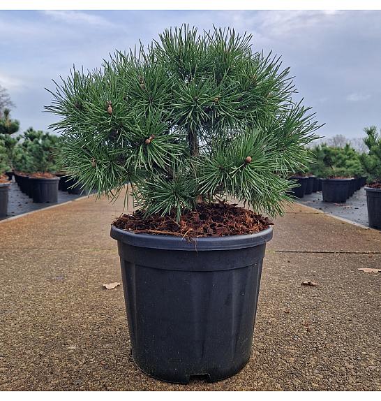 Pinus sylvestris Sandringham C11 Lit. 25-30 cm