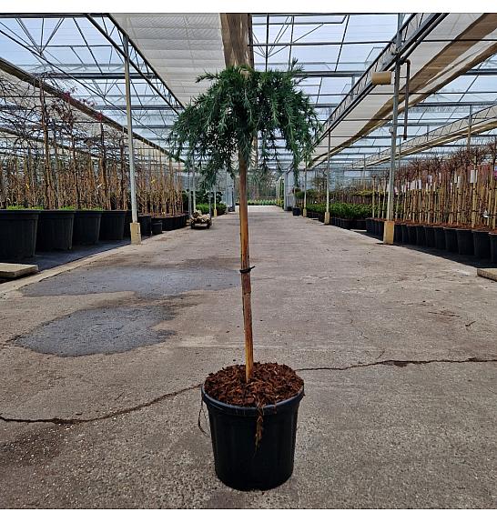 Cedrus deodara Feeling Blue C8 Lit. Na steblu 60 cm