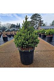Picea abies Wills Zwerg C18 Lit. 50/+ cm