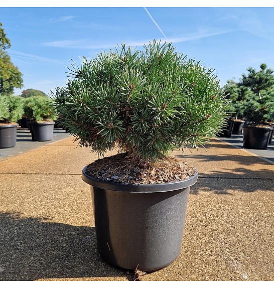 Pinus sylvestris Sandringham C12 Lit. 30-40 cm