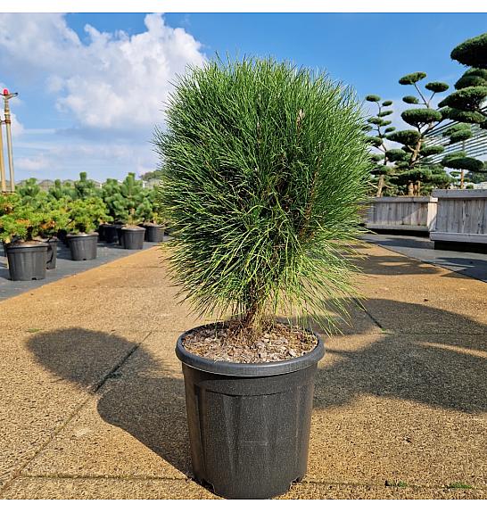Pinus nigra Summer Breeze ® C15 Lit. 40/+ cm