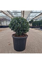 Prunus laurocerasus Gajo C20 Lit. 35-40 cm Krogla