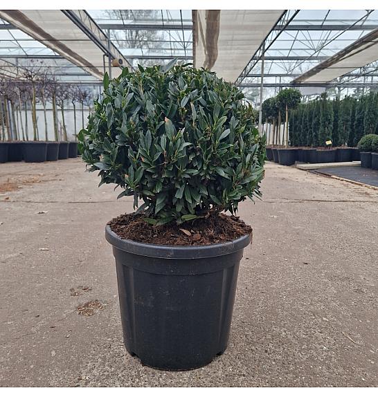 Prunus laurocerasus Gajo C20 Lit. 35-40 cm Krogla