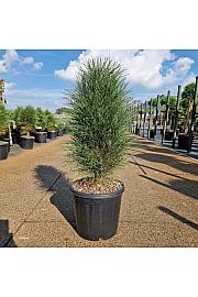 Pinus nigra Green Tower C15 Lit. 60/+ cm