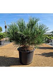 Pinus nigra Bright Eyes C12 Lit. 40-50 cm