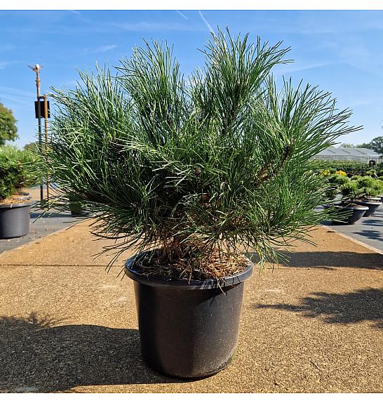 Pinus nigra Bright Eyes C12 Lit. 40-50 cm
