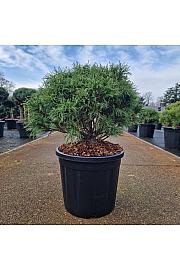 Pinus strobus Squiggles C15 Lit. 40-50 cm