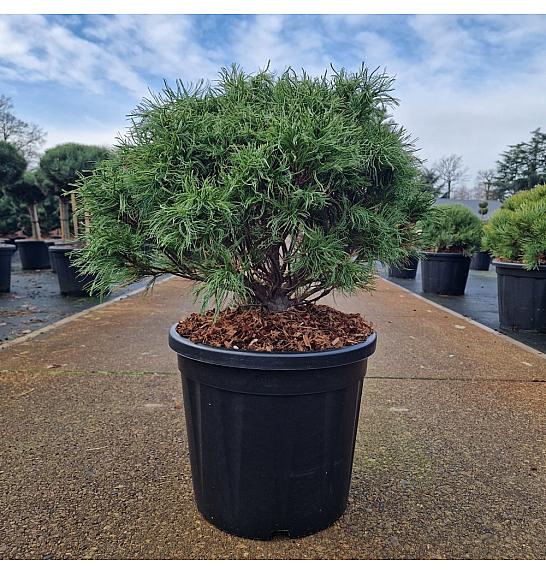 Pinus strobus Squiggles C15 Lit. 40-50 cm