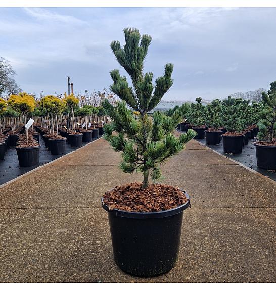 Pinus parviflora Ara-Kawa C12 Lit. 50-60 cm