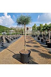 Pinus sylvestris Chantry Blue C15 Lit. Na steblu 60cm