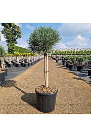 Pinus sylvestris Watereri C11 Lit. Na steblu 40 cm Krošnja 25-30 cm