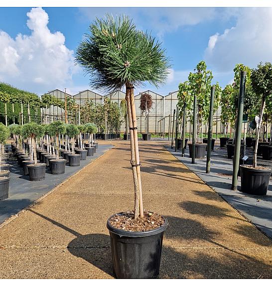 Pinus nigra Keightly Broom C15 Lit. Na steblu 60 cm