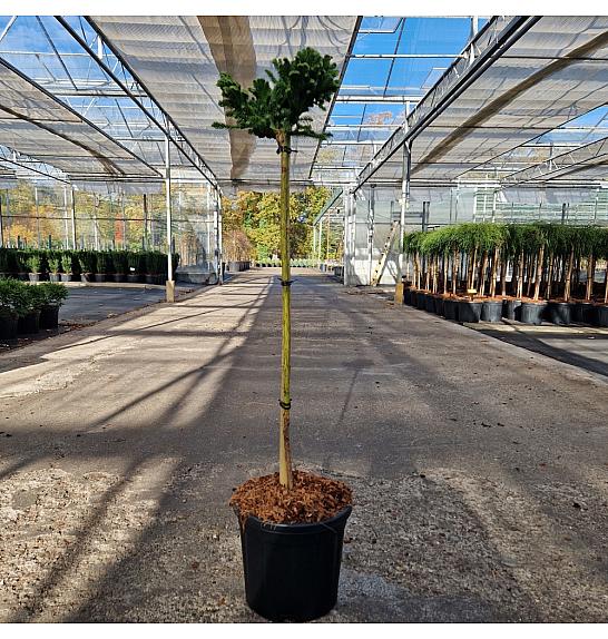 Cryptomeria jap. Tomahawk C8 Lit. Na steblu 70 cm