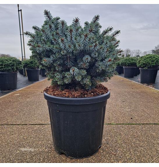 Picea sitchensis Silberzwerg C18 Lit. 35-40 cm