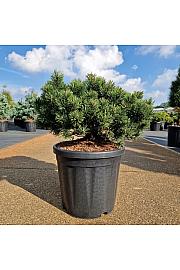 Pinus mugo Pumuckel C18 Lit. 40-50 cm