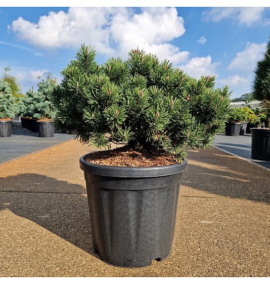 Pinus mugo Pumuckel C18 Lit. 40-50 cm