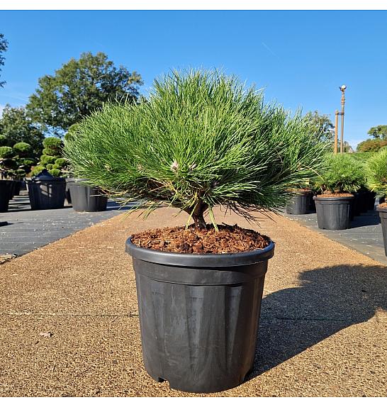 Pinus nigra Marie Bregeon® C20 Lit. 40-50 cm Krogla