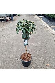 Rhododendron (Y) Schneekrone white C15 Lit. Na steblu 60 cm