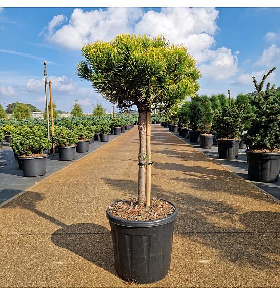 Pinus mugo Carstens Wintergold C15 Lit. Na steblu 40 cm Krošnja 35-40 cm