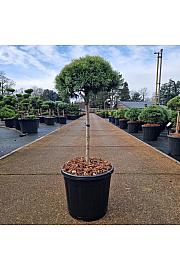 Pinus mugo Mops C15 Lit. Na steblu 40 cm Košnja 30-35 cm Krogla