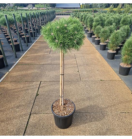 Pinus densiflora Low Glow C20 Lit. Na steblu 90 cm