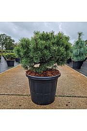 Pinus mugo Mops C25 Lit. 60/+ cm Krogla