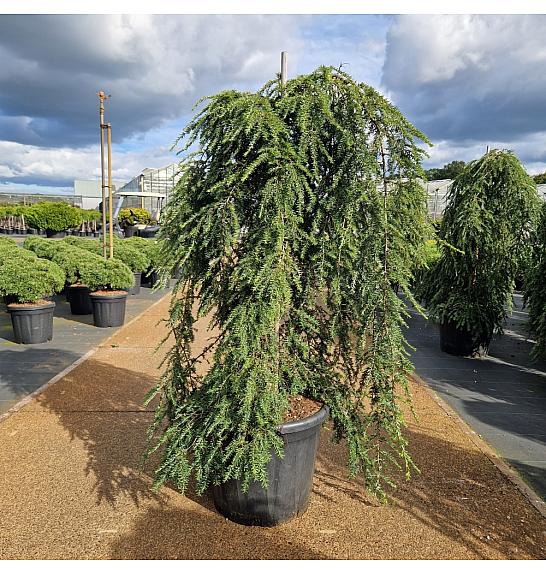 Tsuga can. Pendula C35 Lit. 90-110 cm