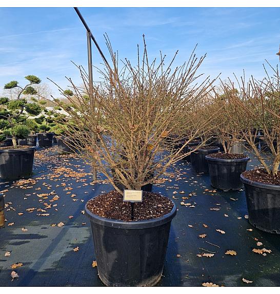 Euonymus alatus Compactus C80 Lit. 90-100 cm