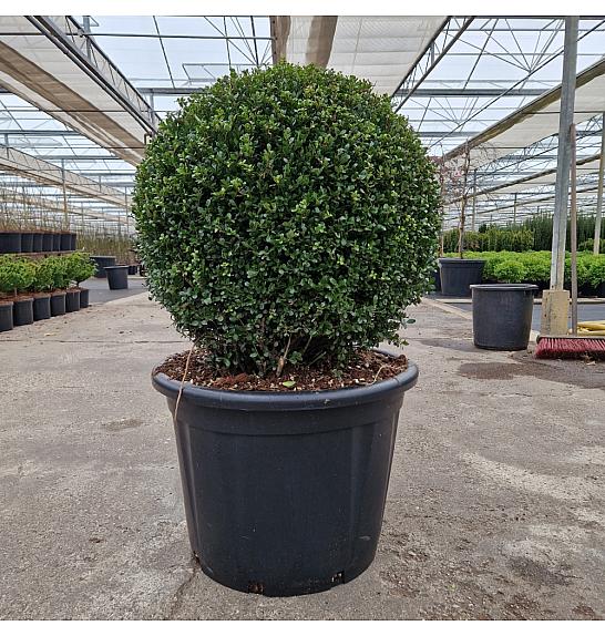 Ilex crenata Glorie Gem C65 Lit. 60/+ cm Krogla