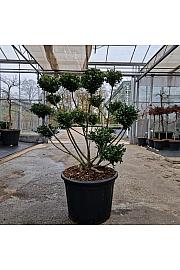 Ilex crenata Fructo Luteo C65 Lit. 80-100 cm Bonsai