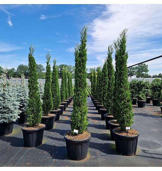Juniperus chin. Spartan C110 Lit. 200-250 cm
