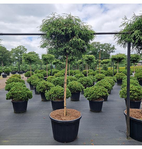 Thuja plicata Kagers Beauty C180 Lit. Na steblu 180 cm Krošnja 100-120 cm