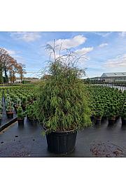 Thuja occ. Filiformis C280 Lit. 150-175 cm