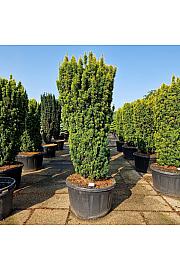 Taxus baccata Fast. David C280 Lit. 180-200 cm