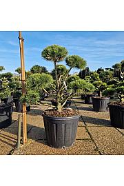 Pinus uncinata C130 Lit. 100-110 cm Bonsai