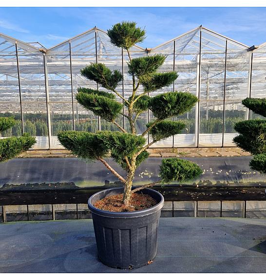 Juniperus media Mint Julep C130 Lit. 160-187 cm Bonsai