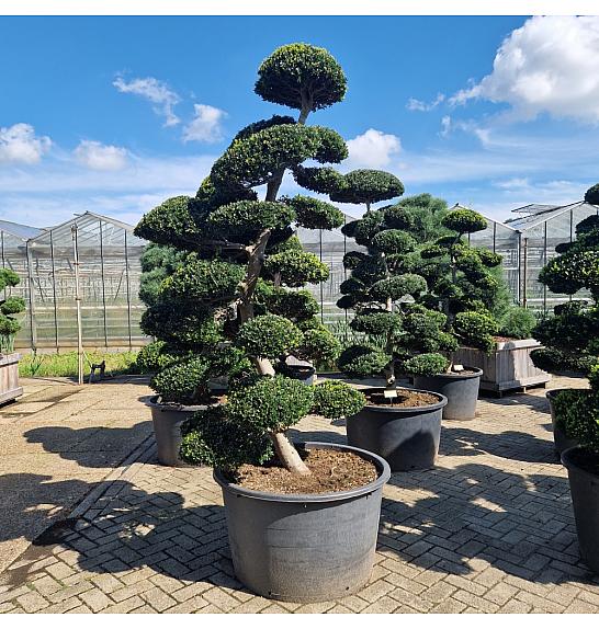 Ilex crenata Kimne C280 Lit. 200/+ cm Bonsai Japan