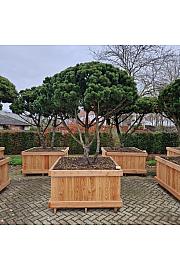 Pinus mugo Gnom v lesenem koritu 130x130 cm 200-225 cm Dežnik