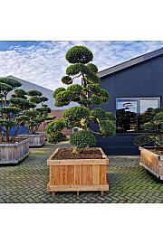 Ilex crenata Kimne v lesenem koritu 120x120 cm 250-275 cm Bonsai Japan