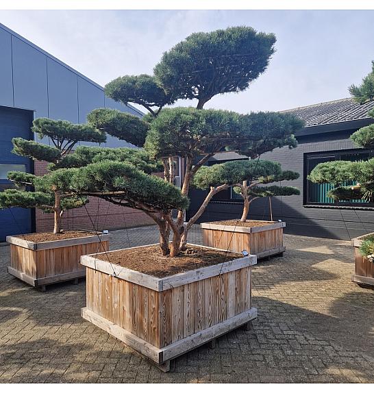 Pinus sylvestris Watereri Nr. 3 v lesenem koritu 130x130 cm; 210 cm; Krošnja 260-290 cm Bonsai