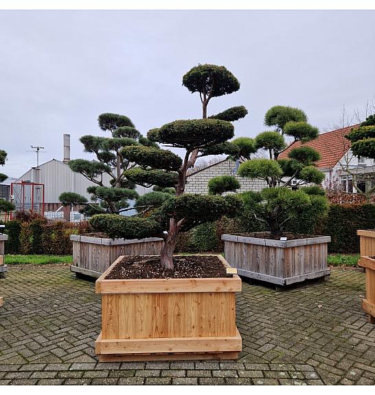 Taxus baccata Aurea v lesenem koritu 110x110 cm 200-250 cm Bonsai